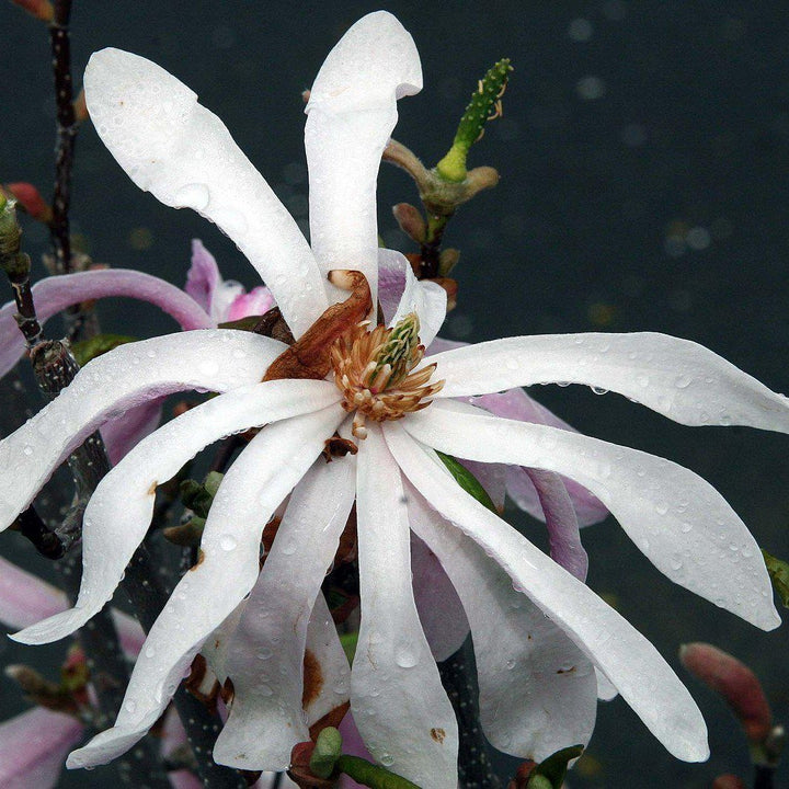 Magnolia loebneri 'Leonard Messel' ~ Leonard Messel Magnolia