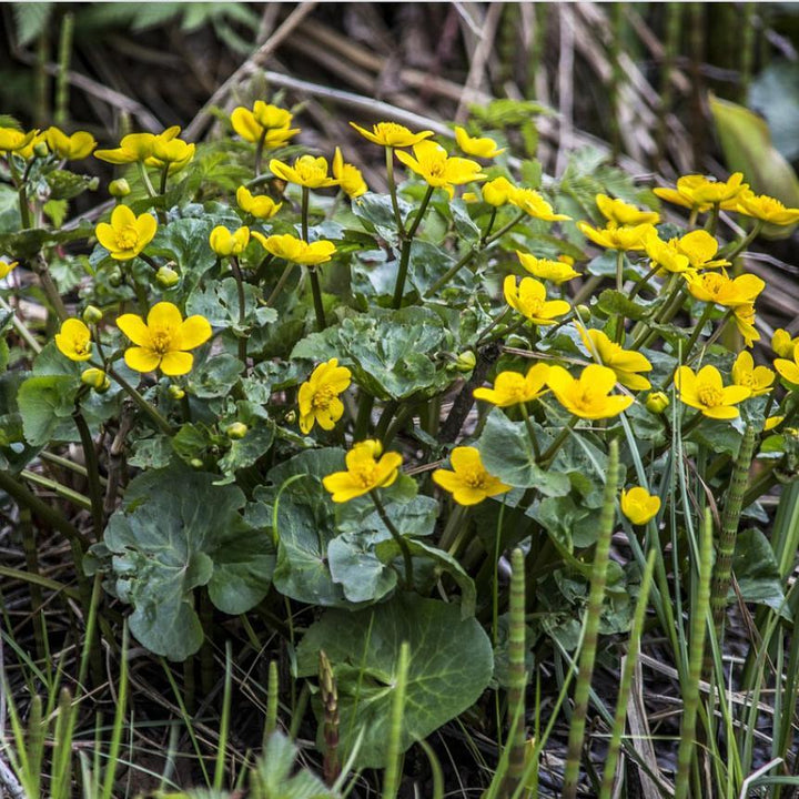 Caltha palustris ~ Marsh Marigold