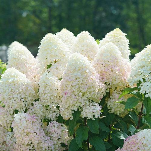 Hortensia paniculata 'SMNHPM' ~ Hortensia Quick Fire Fab®