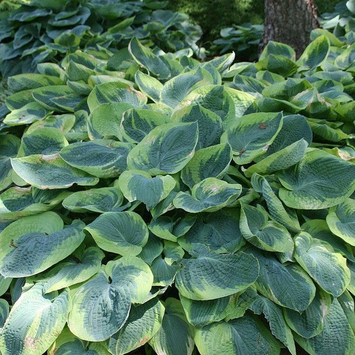 Hosta 'Frances Williams' ~ Frances Williams Hosta