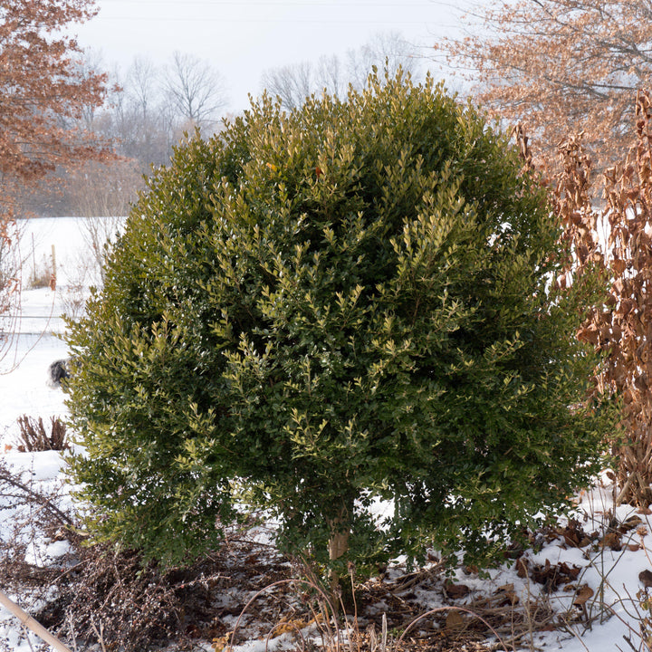 Buxus 'Montaña Verde' ~ Boj de Montaña Verde