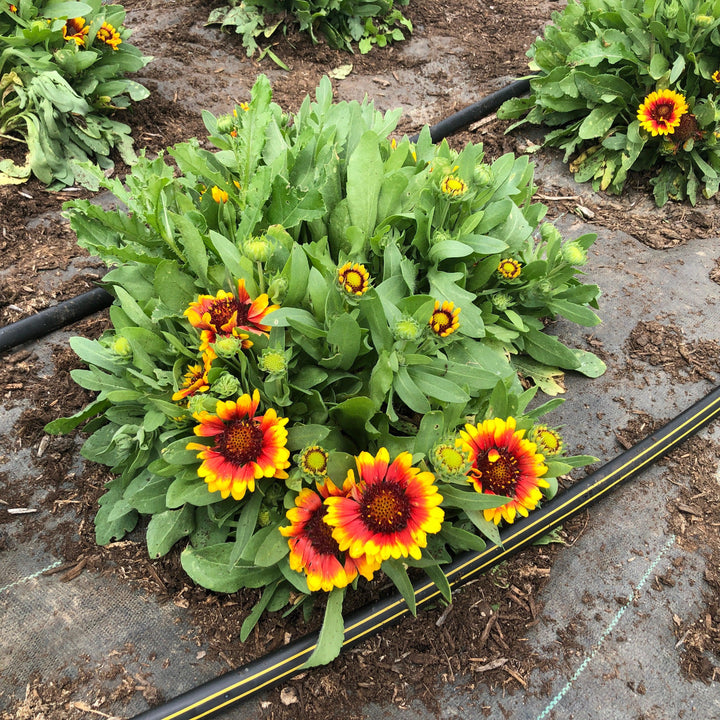 Gaillardia aristata 'Spintop Red Starburst' ~ Spintop™ Red Starburst Blanket Flower