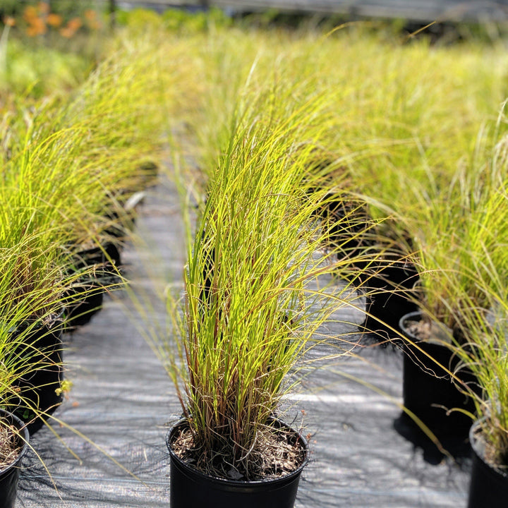 Miscanthus sinensis 'Gracillimus' ~ Maiden Grass