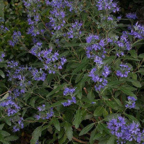 Caryopteris x clandonensis 'CT-9-12' ~ Más allá de la medianoche® Barba Azul