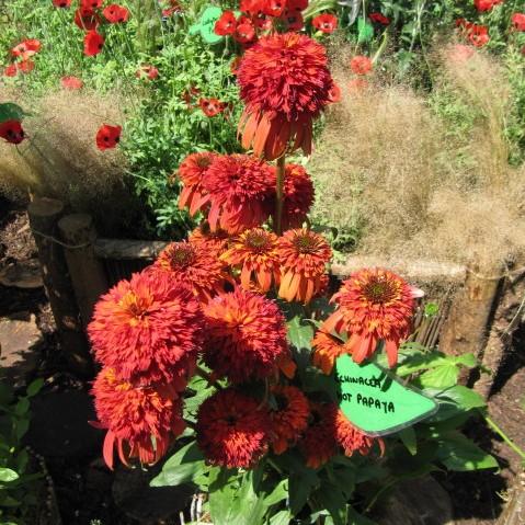 Echinacea x 'Hot Papaya' ~ Hot Papaya Echinacea, Coneflower