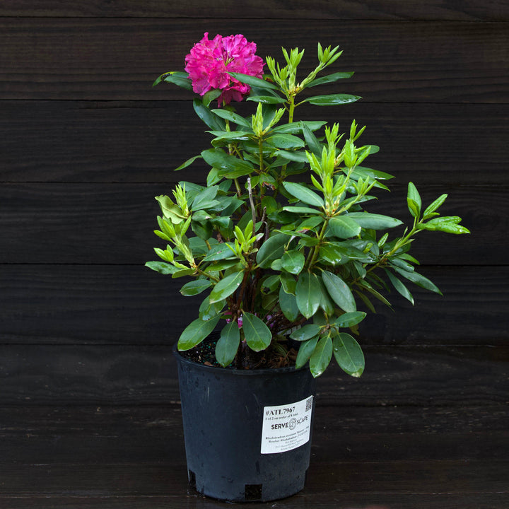 Rododendro máximo 'Roseum' ~ Rododendro rosa adelfa