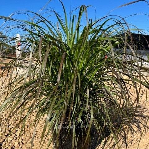 Pennisetum setaceum 'Rubrum' ~ Graceful Grasses® Purple Fountain Grass, Red Fountain Grass