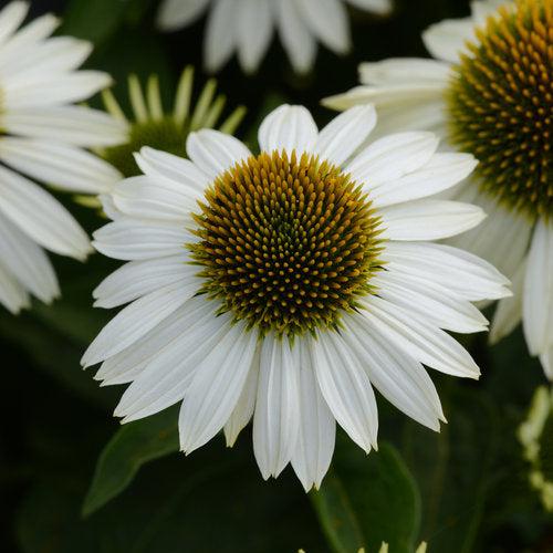 Echinacea 'Balsomblanc' ~ Sombrero® Blanco Coneflower