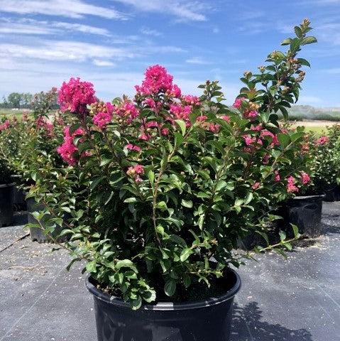 Lagerstroemia indica 'Pocomoke' ~ Pocomoke Crape Myrtle