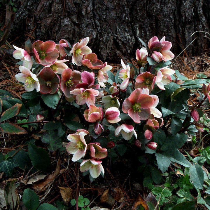 Helleborus x ballardiae 'COSEH 710' ~ HGC® Pink Frost Lenten Rose