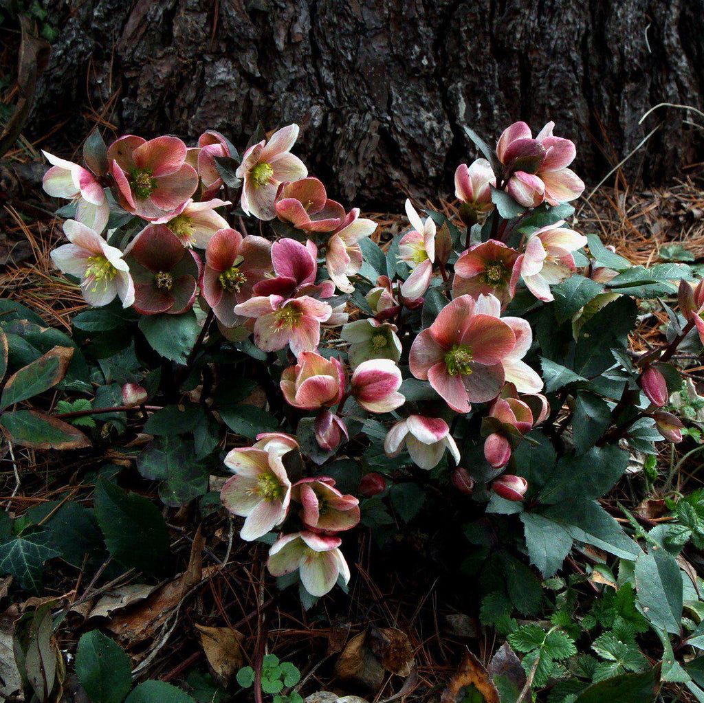 TP5GqABLGqZFxlU2bka3Z8ZqmAKQ4y