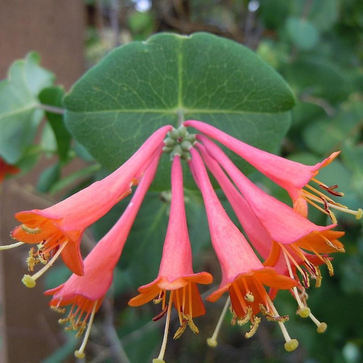 Lonicera x brownii 'Dropmore Scarlet' ~ Dropmore Scarlet Honeysuckle