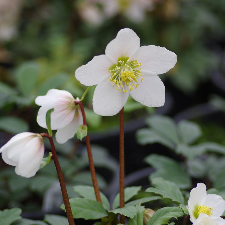 Helleborus niger 'HGC Jacob' PP17,799 ~ HGC® Jacob Christmas Rose