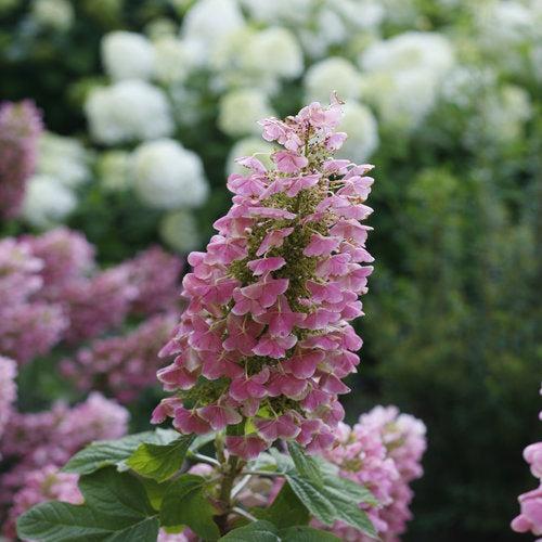 Hydrangea quercifolia 'JoAnn' USPP 27,879 ~ Gatsby Pink® Oakleaf Hydrangea