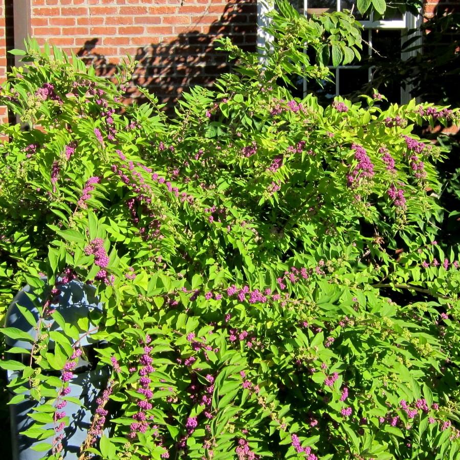 Callicarpa dichotoma 'Issai ~ Issai Beautyberry