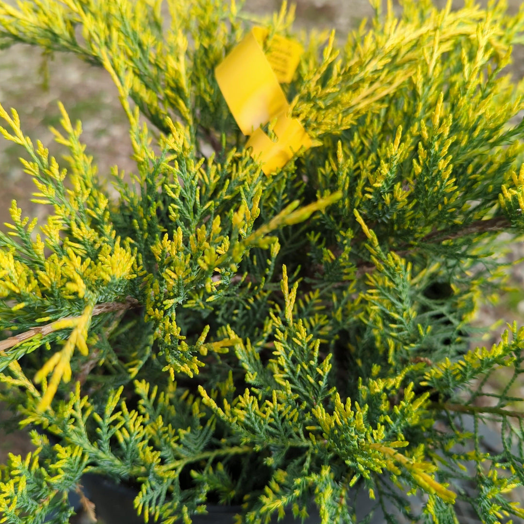 Juniperus chinensis 'Encaje dorado' ~ Enebro de encaje dorado