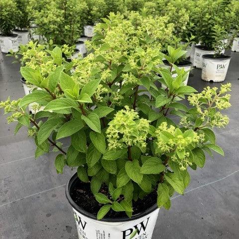 Hortensia paniculata 'Ilvobo' PP22782 ~ Proven Winners® Color Choice® Bobo® Hortensia