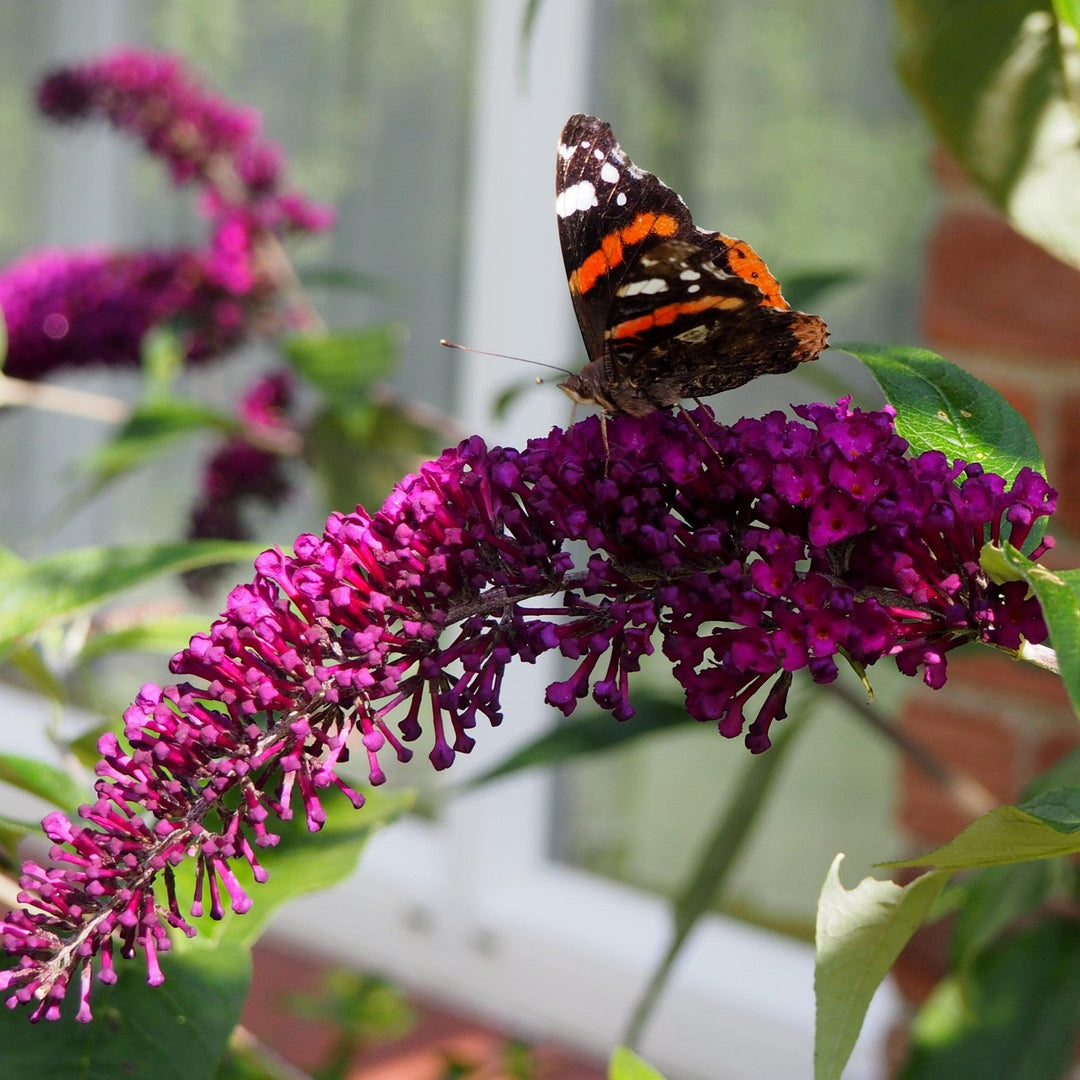 Buddleia davidii 'Royal Red' ~ Arbusto de mariposa rojo real