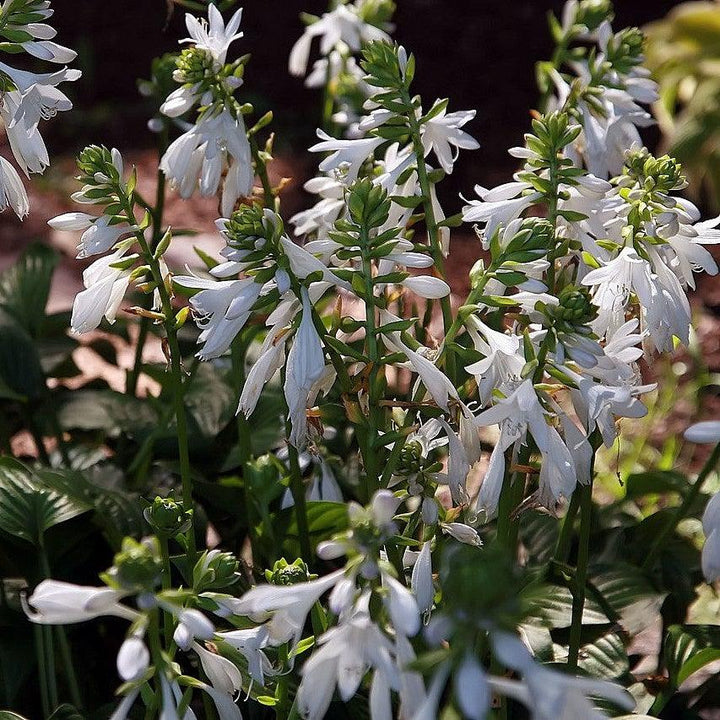 Hosta x 'Royal Standard' ~ Royal Standard Hosta