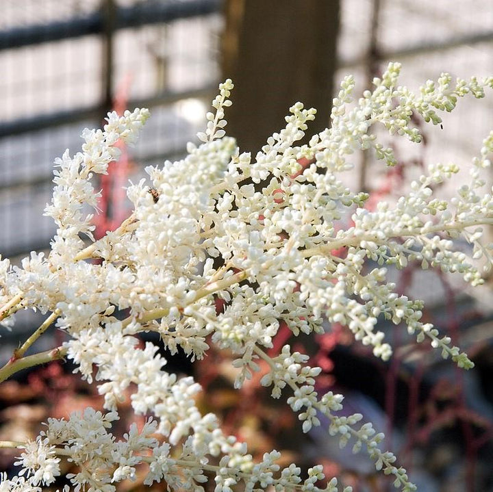 Astilbe x arendsii 'Bridal Veil' ~ Bridal Veil Astilbe