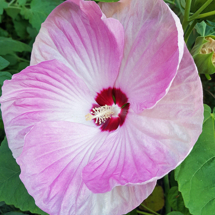 Hibiscus moscheutos 'Luna Pink Swirl' ~ Luna™  Pink Swirl Hibiscus