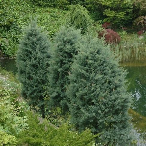 Cupressus arizonica glabra 'Carolina Sapphire' ~ Carolina Sapphire, Smooth Arizona Cypress