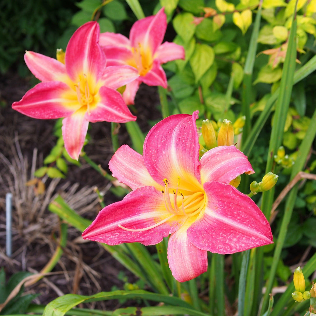 Hemerocallis 'Cherry Cheeks' ~ Cherry Cheeks Daylily