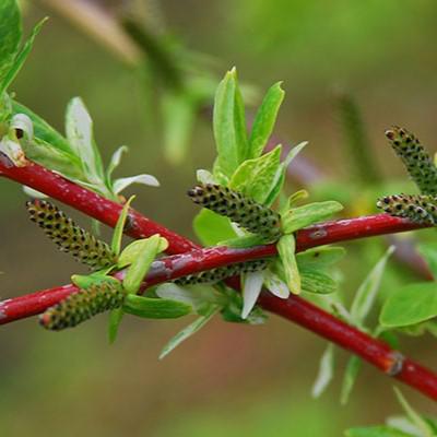 Salix integra 'Hakuro Nishiki' ~ Sauce moteado