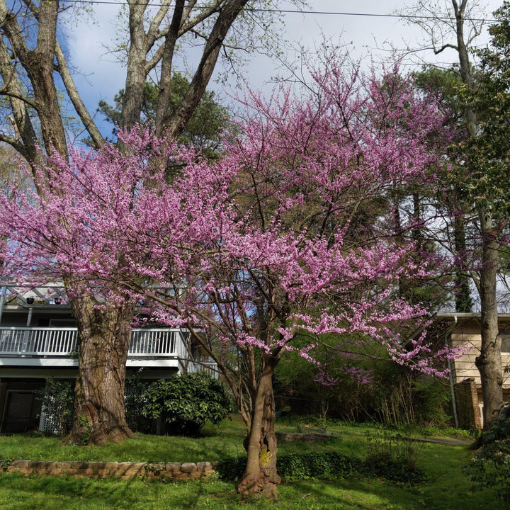 Cercis canadensis ~ Eastern Redbud