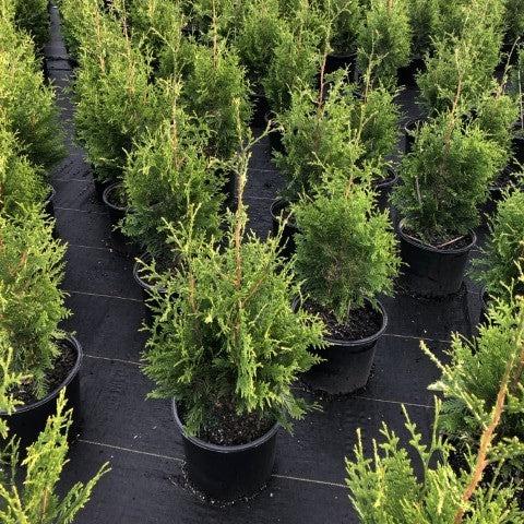 Thuja standishii x plicata 'Green Giant' ~ Green Giant Arborvitae