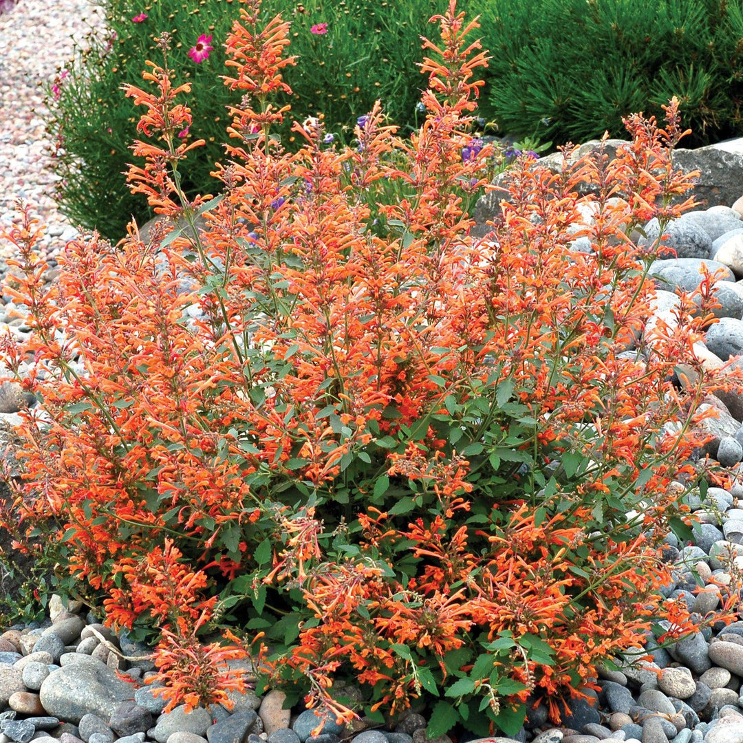 Agastache ‘Kudos Mandarin’ ~ Kudos™ Mandarin Hummingbird Mint, Hyssop