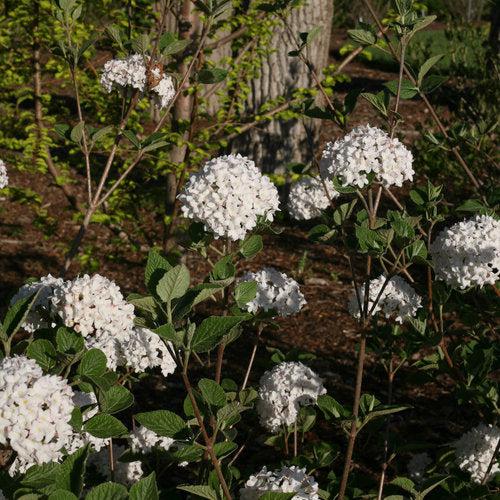 Viburnum carlesii 'SMVCB' ~ Spice Baby™ Koreanspice Viburnum