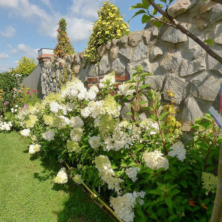 Hydrangea paniculata 'Renba' PP28,509 ~ First Editions® Berry White® Hydrangea