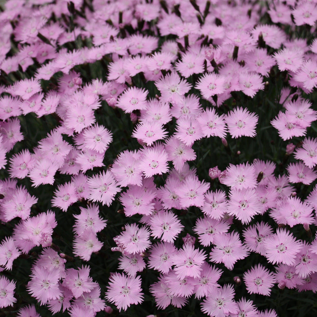 Dianthus 'Bath's Pink' ~ Bath's Pink Dianthus