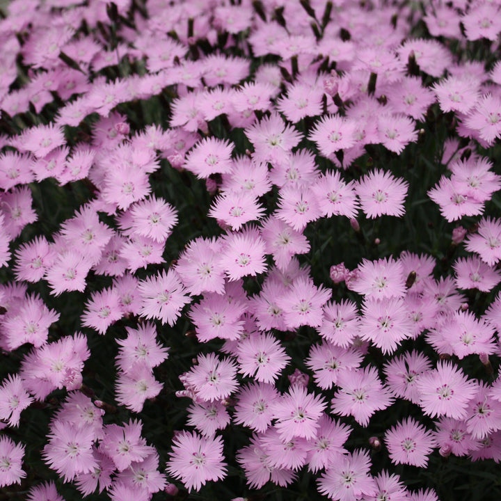 Dianthus 'Bath's Pink' ~ Bath's Pink Dianthus