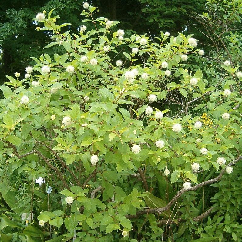 Cephalanthus occidentalis ~ Arbusto de botones