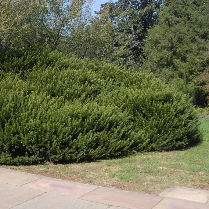 Cephalotaxus harringtonia 'Duke Gardens' ~ Tejo ciruelo japonés de Duke Gardens