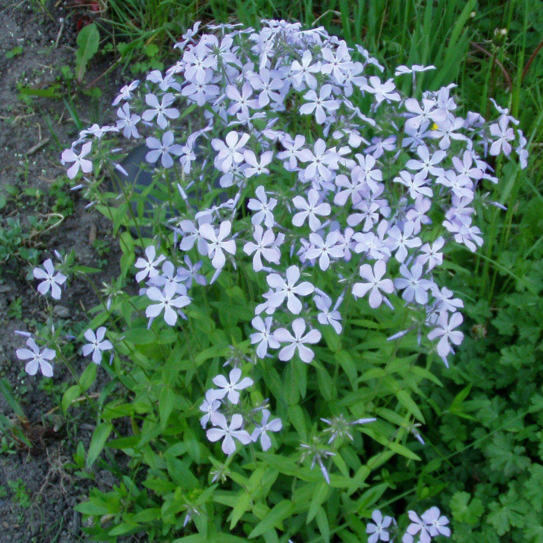 Phlox divaricata ~ Woodland Phlox