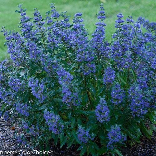 Caryopteris x clandonensis 'CT-9-12' ~ Beyond Midnight® Bluebeard