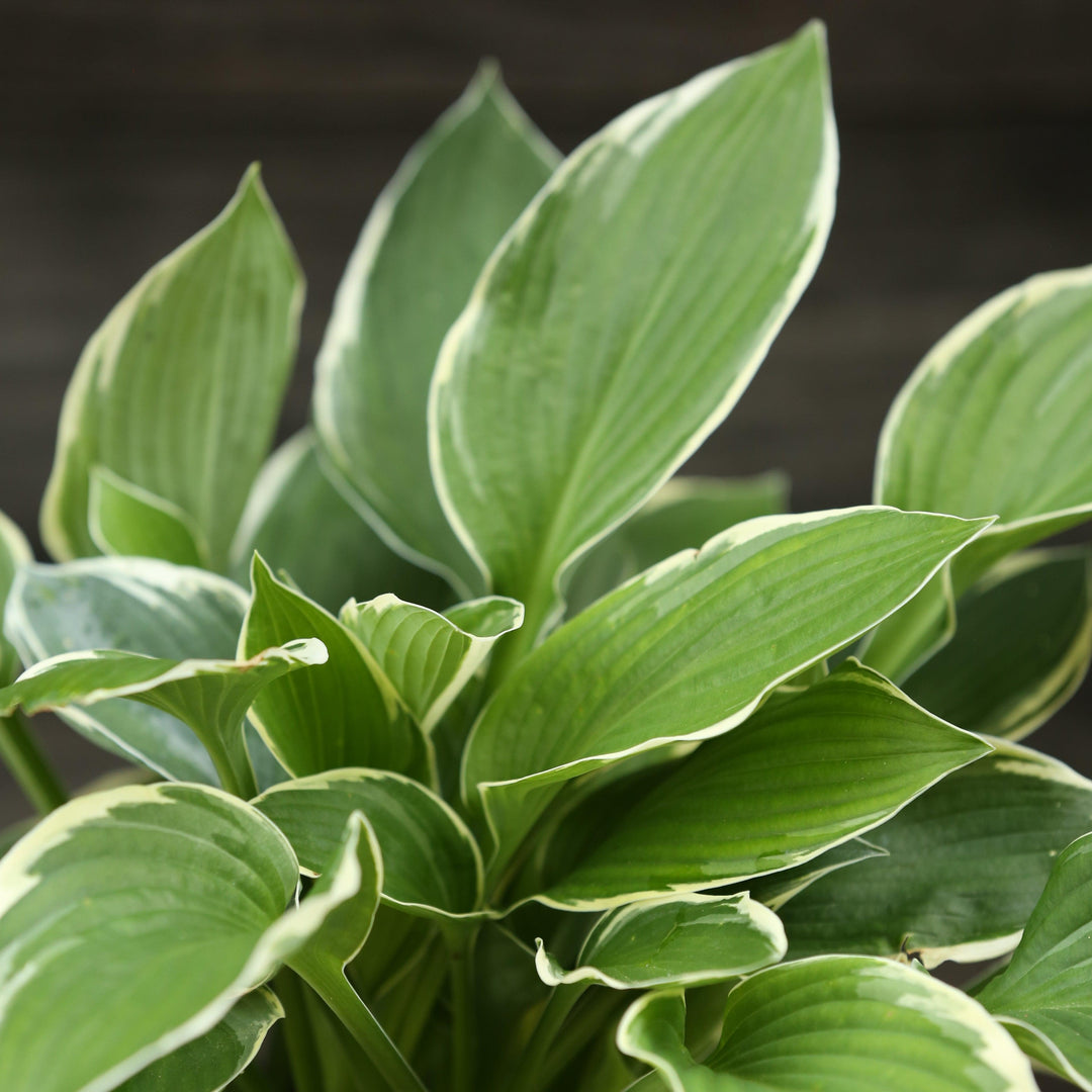 Hosta 'Francee' ~ Francee Hosta