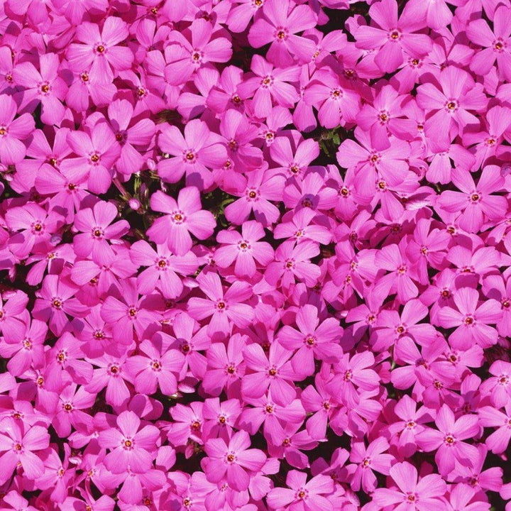 Phlox subulata 'Drummond's Pink' ~ Drummond's Pink Creeping Phlox