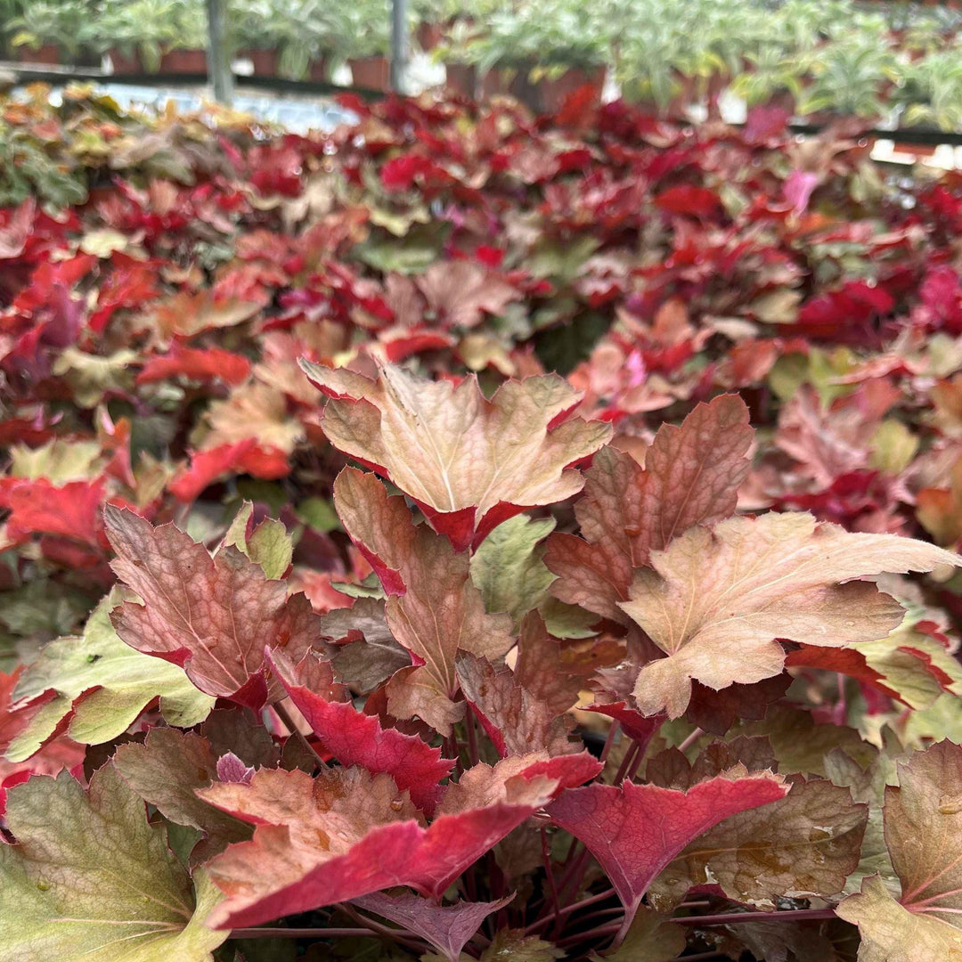 Heuchera 'Carnival Watermelon' ~ Carnival™ Watermelon Coral Bells