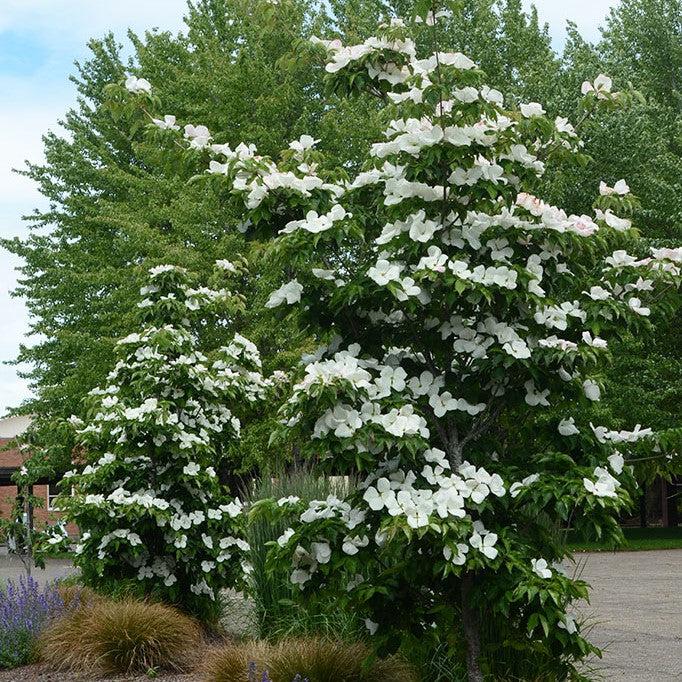 Cornus x 'KN30-8' ~ Venus® Cornejo