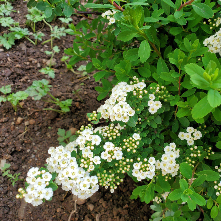 Spiraea nipponica 'Montículo de nieve' ~ Montículo de nieve Spirea