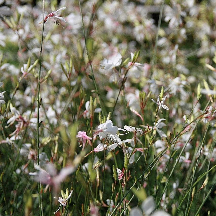 Gaura lindheimeri 'Whirling Butterflies' ~ Whirling Butterflies Gaura