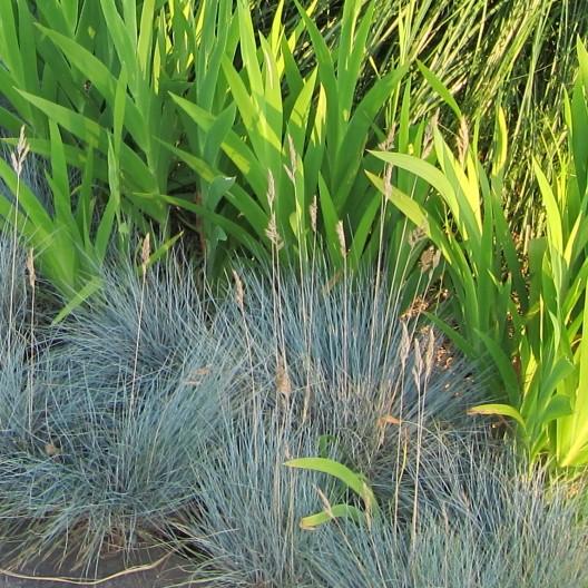 Festuca glauca 'Cool as Ice' ~ Cool as Ice Fescue