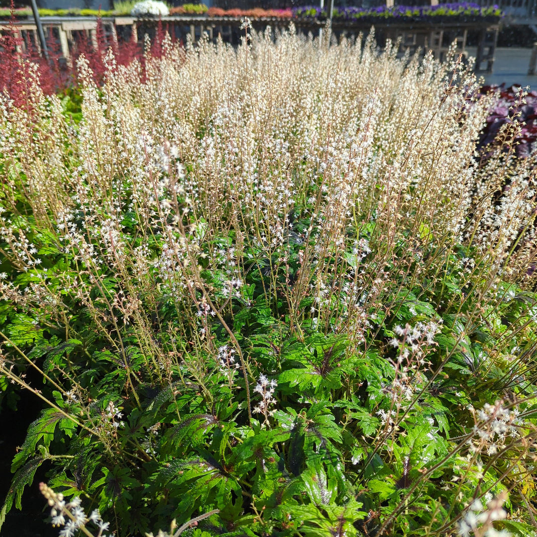 Tiarella x 'Timbuktu' ~ Timbuktu Foam Flower