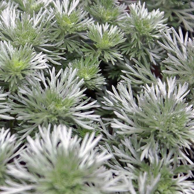 Artemisia schmidtiana 'Silver Mound' ~ Silver Mound Wormwood, Ghost Plant