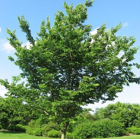 Celtis occidentalis ~ Hackberry