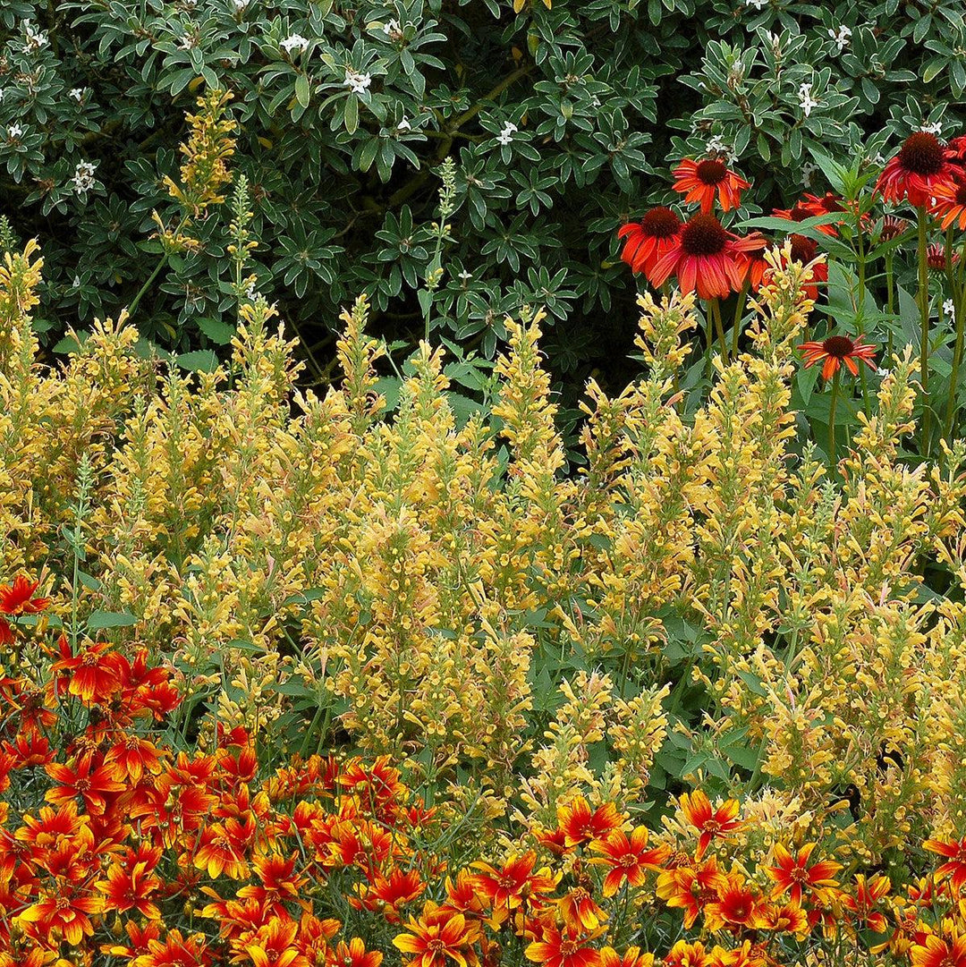 Agastache ‘Kudos Yellow’ ~ Kudos™ Yellow Hummingbird Mint, Hyssop